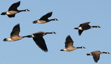 geese