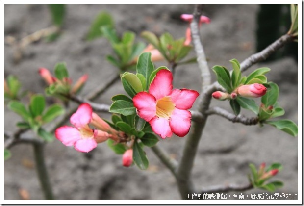 Tainan_Park_flower13