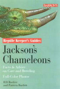 Jackson's and Veiled Chameleons