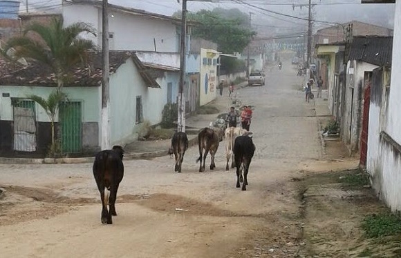 Prefeitura de Ipiaú fará apreensão de animais soltos nas ruas a partir desta terça (17)