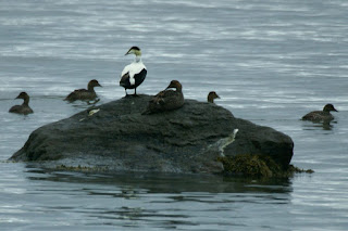 Eider à duvet - Somateria mollissima