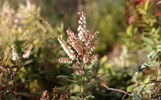 Pieris Japonica Flowers