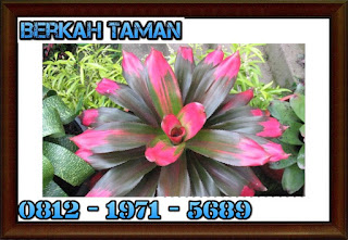 POHON BROMELIA ( Bromeliaceae ) - Tanaman hias taman