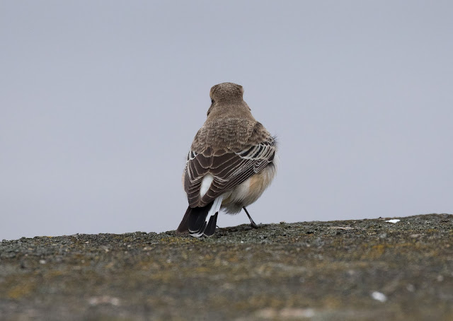 Pied Wheatear - Meols, Wirral