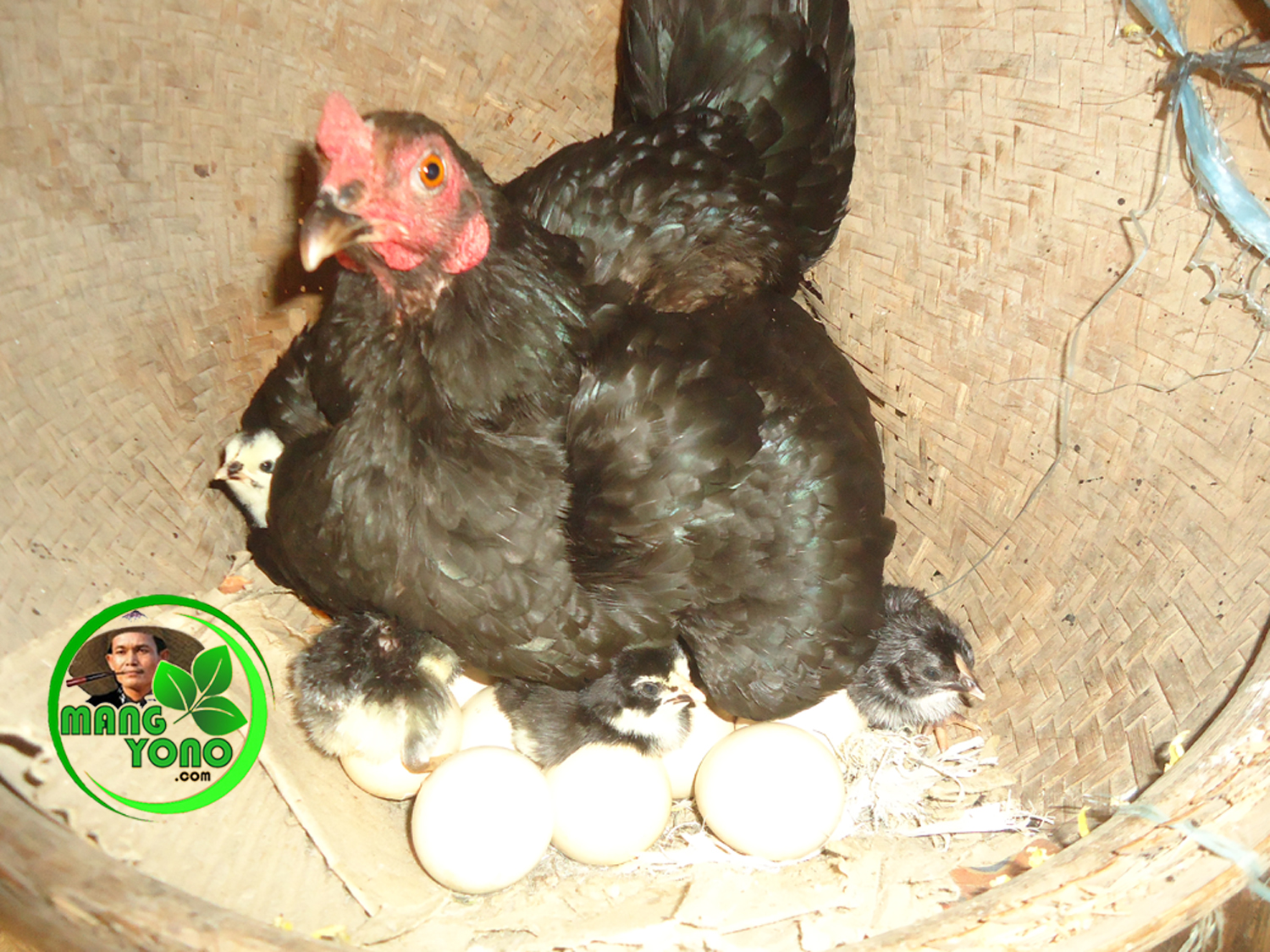 The best inkubator Telur ayam menetas 