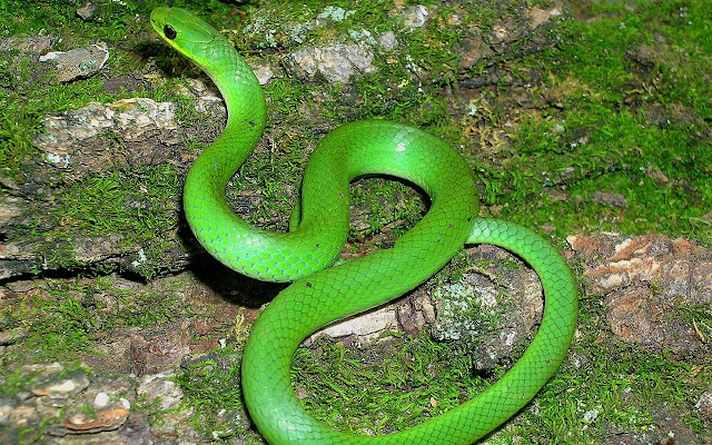 World-most-beautiful-snake, Poisonous-Non-poisonous-snakes