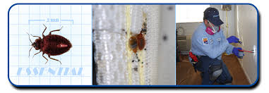 bedbugs treatment