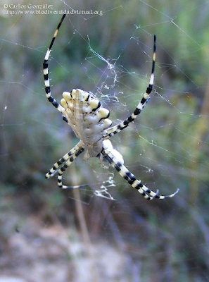 http://www.biodiversidadvirtual.org/insectarium/Argiope-lobata-img498597.html