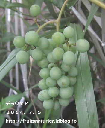 超図解 鉢植えブドウの木の育て方 おいしい鉢植え果樹の栽培育て方 自宅を果樹園に