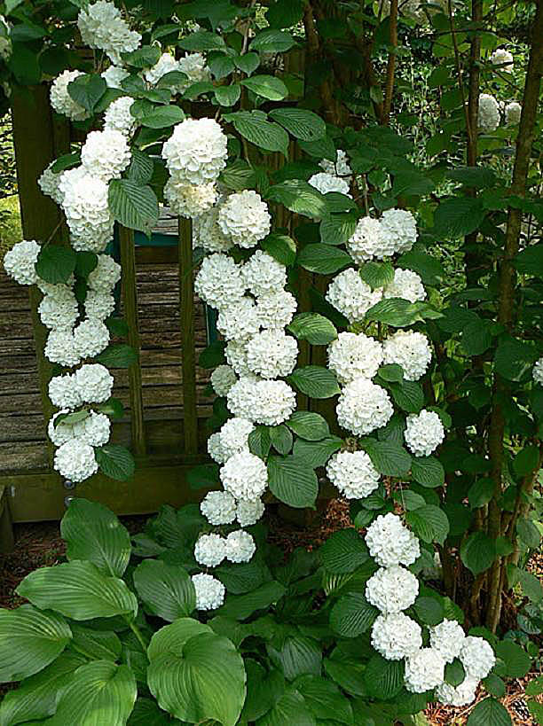 Viburnum Plicatum, the pure white reversion of 'Kern's Pink'