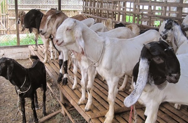 Diduga Korupsi, Kejagung Siap Usut Dugaan Pengadaan Ternak di Kementan