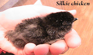 Food and Caring for Silkie Chicken