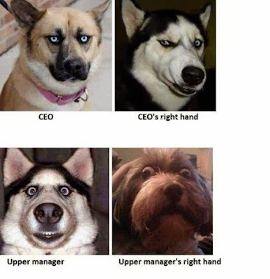 Imagine, If Dogs Worked in Offices