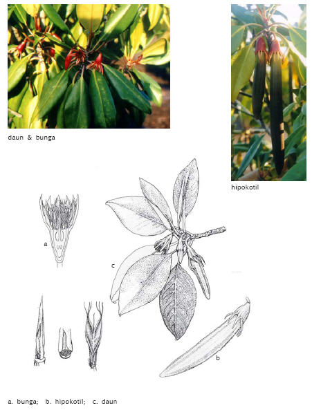 Daun, Bunga, Buah Mangrove Bruguiera gymnorrhiza (Tumbuhan Tancang)