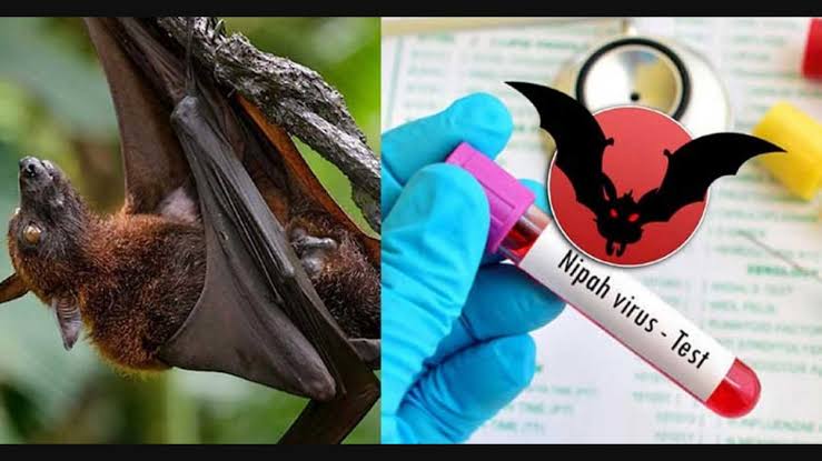 Nipah Virus:- फिर मंडराने लगा है निपाह वायरस का खतरा, केरल में दो लोगो की मौत