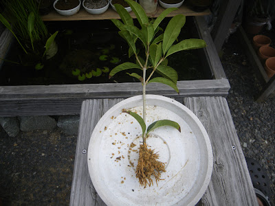 キンモクセイ 金木犀 を鉢植えで育てる 苗木の植え付け 育て方 メダカの大工