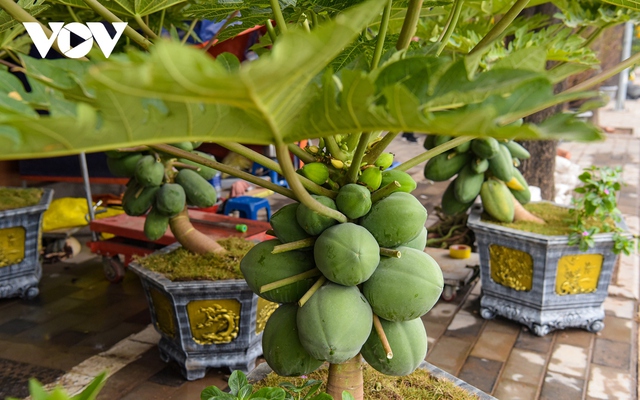 Đu đủ bonsai trĩu quả hút khách dịp Tết - Ảnh 8.