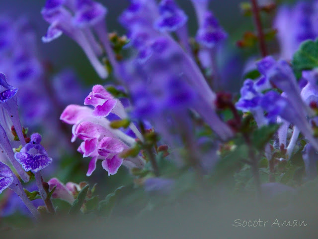 Scutellaria indica