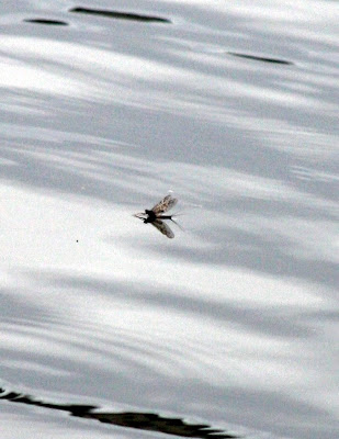 Ameletus mayfly dun on the Bitterroot River