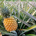 Benefits of pineapple