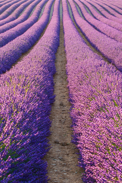 Valensole-Campi di lavanda al tramonto