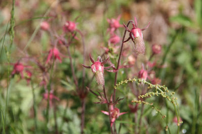 Geum triflorum (Prairie Smoke) May 28, 2017