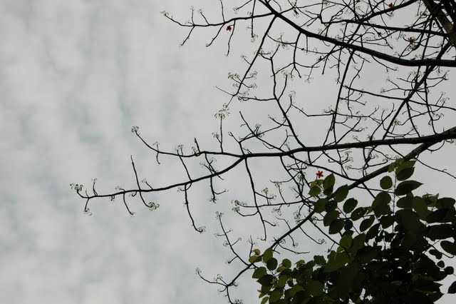 桃園 藥物植物園 油桐花 2011-5-7 下午 03-51-15.JPG