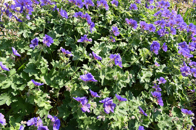 Purple geraniums