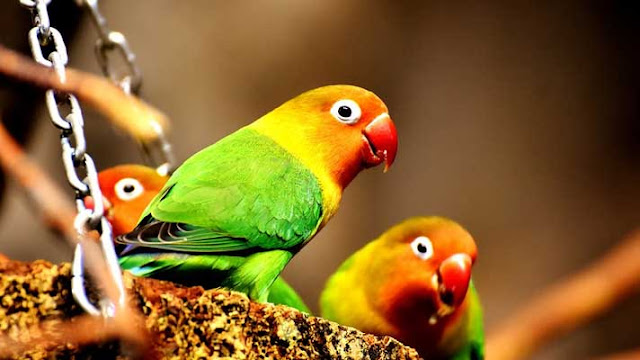 lovebird