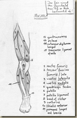 anatomie_bein3