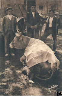 pays basque autrefois animaux vache