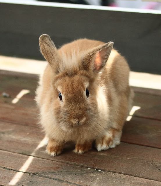 Rabbit , الأرنب، کەروێشک،ئاژەڵ