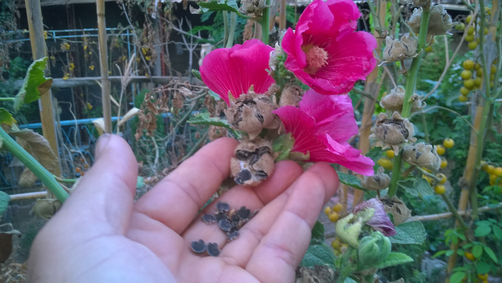 Hollyhocks will reseed themselves for subsequent growing years. You can also harvest seeds from plants in the fall.