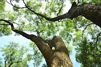 Normal Camphor Normal Camphor