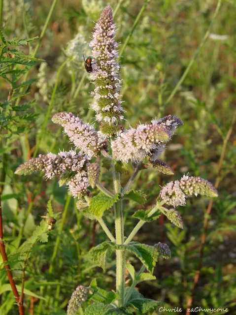 mięta wonna Mentha suaveolens