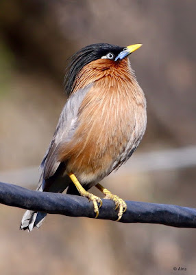 Brahminy Starling