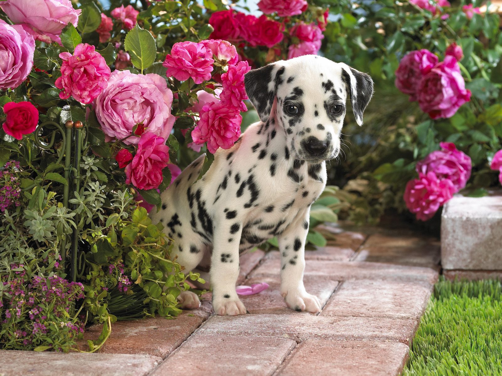 animal wallpapers hd hq: Dalmatian Dogs Wallpapers