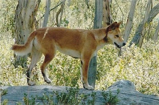 dingo