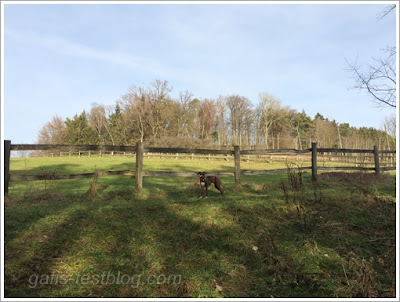 Boxer Amy an der Pferdeweide