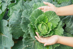 Do you know when to plant vegetables to get a better result?