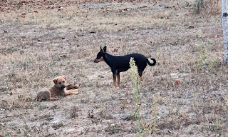 Xena and Dutch hanging out