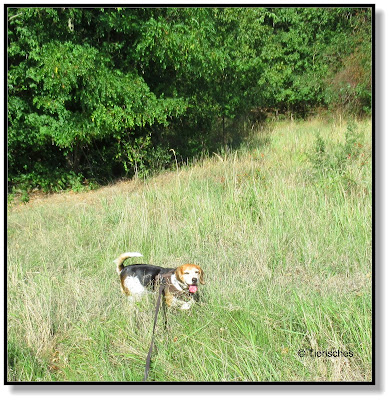 Spaziergang mit Hund