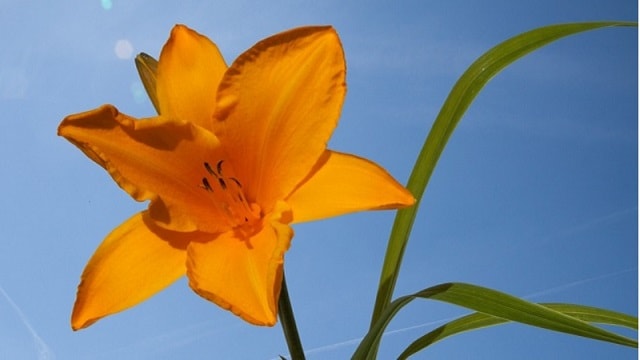 Textual description of firstImageUrl