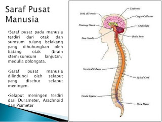 Sistem Saraf pada manusia