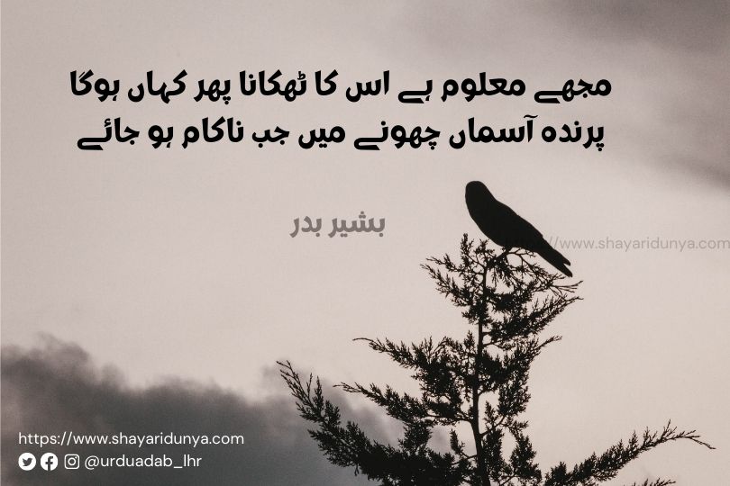 parinda-shayari-parinda-shayari-urdu-parinda -shayari-urdu-Azad-Parinda-Shayari  parinda-shayari-collection