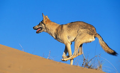 Canis Lupus Arabs