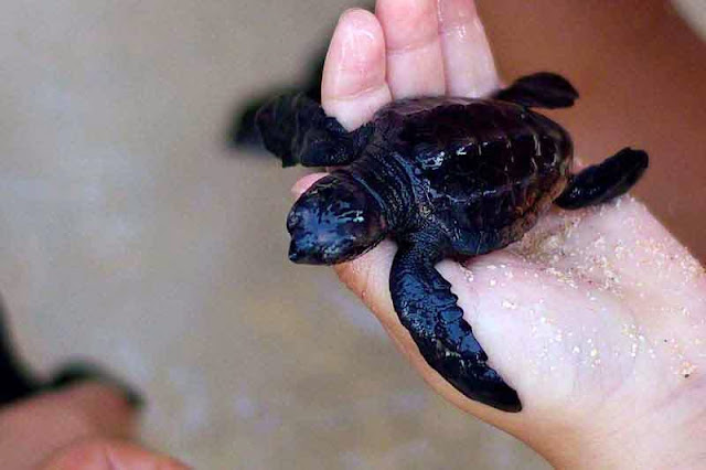 baby sea turtle in child's hand
