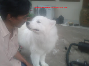 GROOMING ANJING RAS