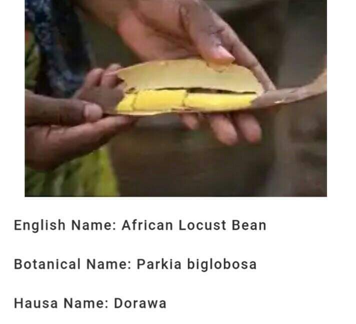 (Hausa: Ɗorawa) - (English: African Locust Bean) - (Botanical: Parkia Biglobosa)