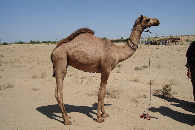 camels pakistan